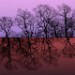 King Tree Fantasy